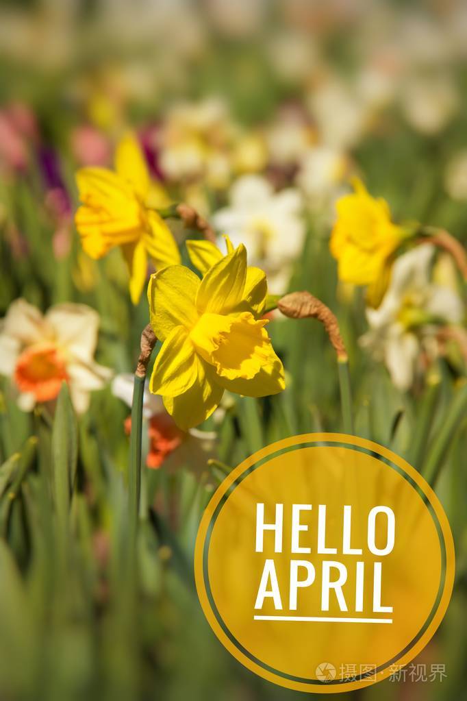 横幅你好四月嗨春天你好april欢迎卡我们正在等待新的春天春天的第二