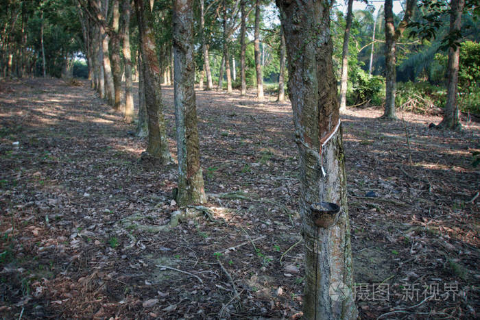 马来西亚 丛林 树干 不动产 太阳 作物 雨林 植物 植物区系