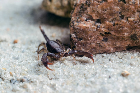 蝎子logo素材图片_蝎子logo图片素材下载_摄图新视界