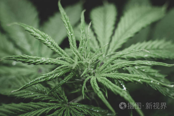 种植合法休闲大麻 大麻花在室内生长 种植大麻 北极光应变 在生长箱帐篷里生长 照片 正版商用图片2h4th2 摄图新视界