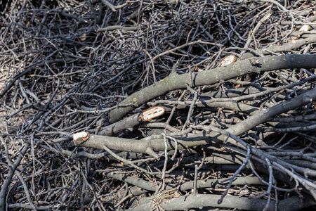 城市公园里一堆堆被砍下的树枝.清洁的森林砍伐.