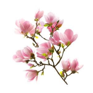 孤立的玉兰花图片-孤立的玉兰花素材-孤立的玉兰花插画-摄图新视界