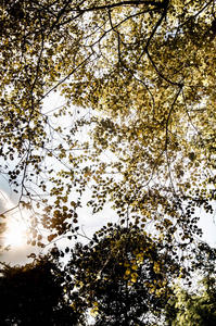 黄叶树冠低角度视图图片