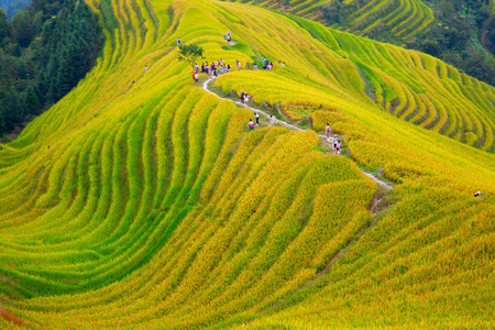 龙脊梯田图片