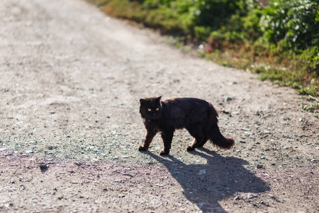 黑猫跑过马路图片