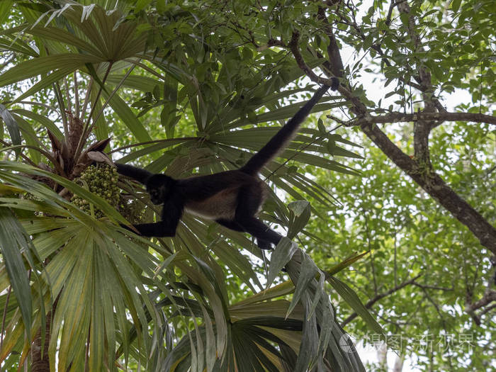 蜘蛛猴atelesgeoffroyi只选择危地马拉雨林中成熟的水果