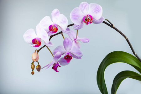 Orchid图片 Orchid素材 Orchid插画 摄图新视界