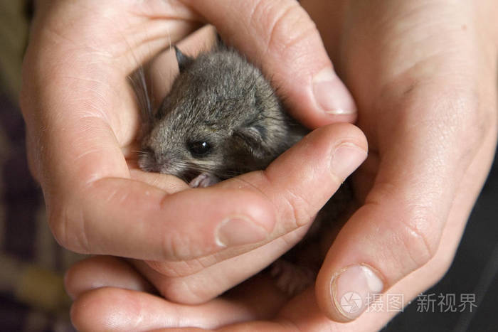 孤儿睡鼠宝宝安然无恙