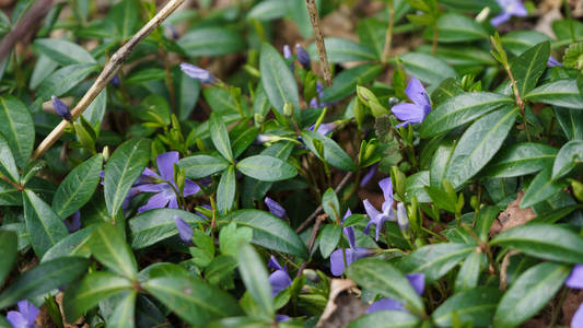 开紫色花的常绿植物图片