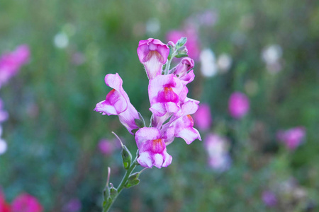 花园里的金鱼草龙花.在模糊的绿色背景下盛开的紫色花朵.春天.照片