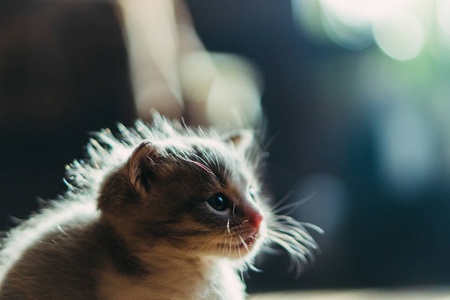 刚出生的小猫坐在猫妈妈旁边图片