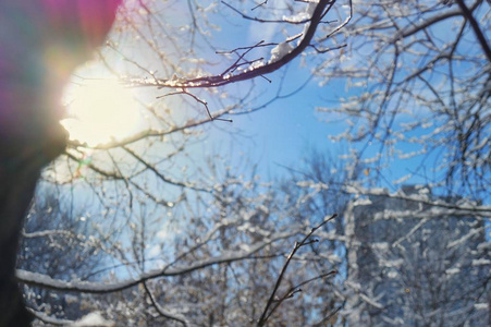 冬日的阳光穿过雪白的树枝图片