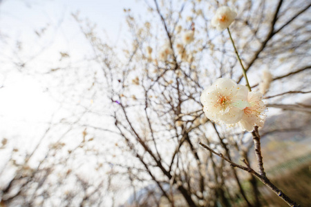 春暖花开图片