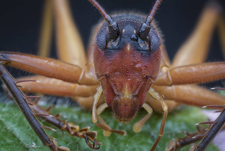 不会飞的昆虫图片