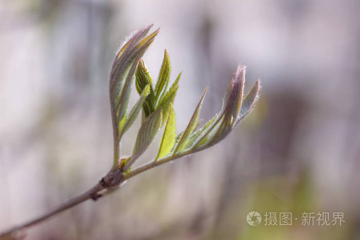 天空 分支 公园 颜色 植物区系 生长 植物学 夏天 生活