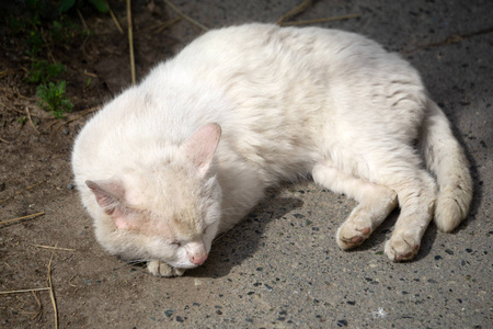 孤独而悲伤的被遗弃的老白猫躲在车影下,抽象地用淡蓝色的眼睛望着