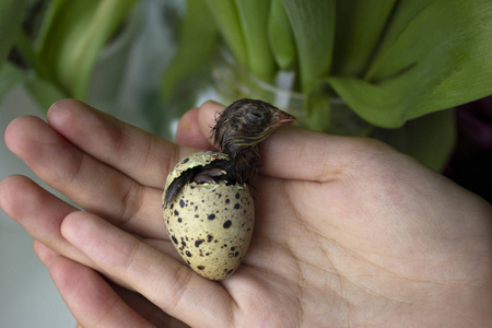 生命第一鹌鹑从蛋里孵化出鹌鹑生命的第一分钟.生命诞生的概念.