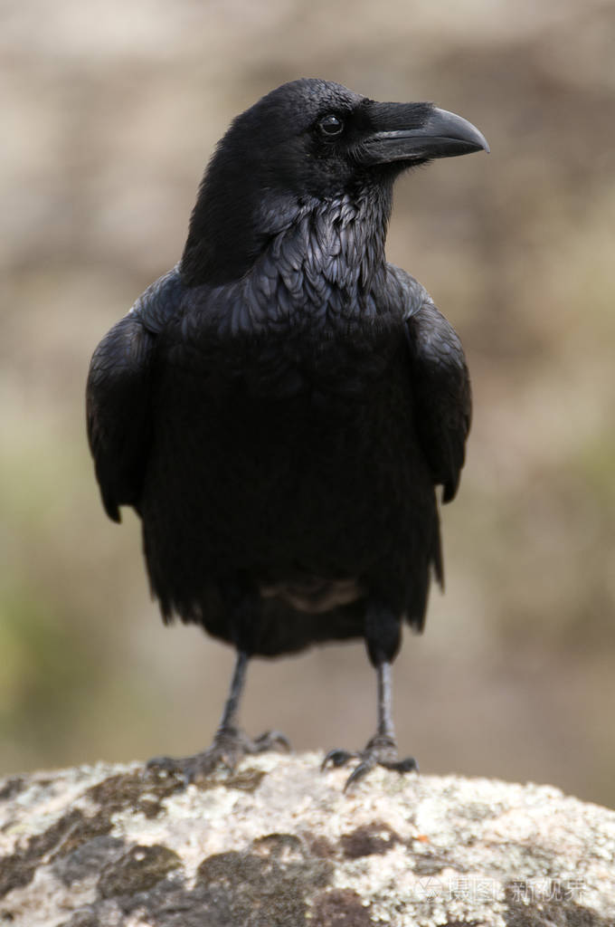 乌鸦乌鸦身体和羽毛肖像