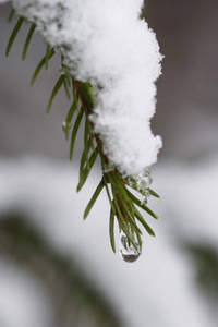 森林里的雪融化了图片