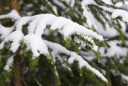 森林里的雪融化了图片