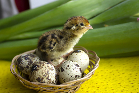 新生命的诞生鹌鹑宝宝坐在篮子里的鸡蛋上.复活节.