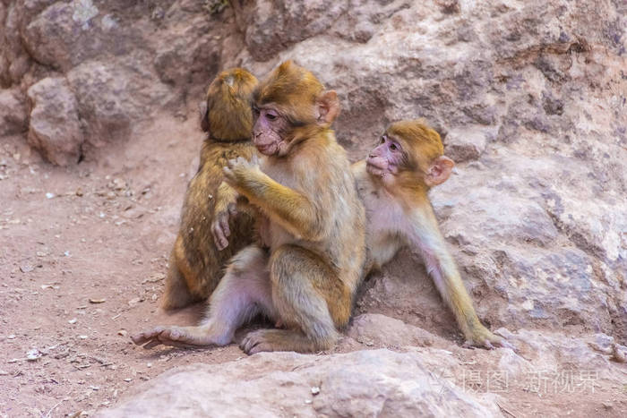 三只野生小猴子在玩耍，摩洛哥
