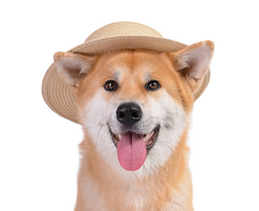 可爱秋田犬图片