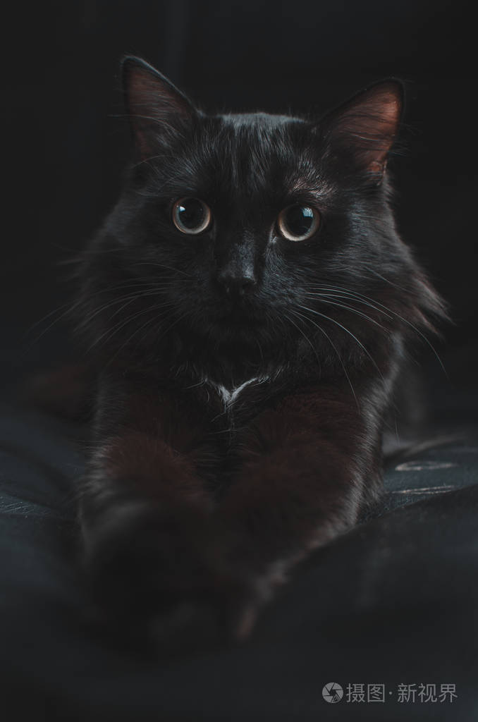 美丽的黑猫黑底大眼睛伸出爪子躺着