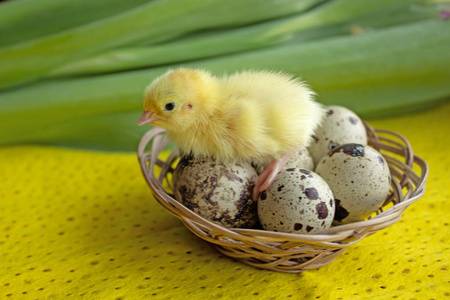 鹌鹑宝宝坐在篮子里的鸡蛋上.复活节.新生命诞生的概念照片