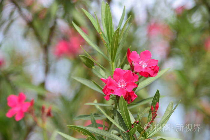 领域 美女 粉红色 植物 植物区系 天空 紫色 开花 春天