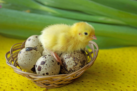 鹌鹑宝宝坐在篮子里的鸡蛋上.复活节.新生命诞生的概念照片