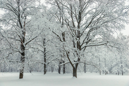 雪后的森林里树木漫天飞舞在阴冷的我们照片