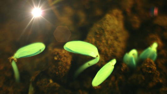 生长植物豌豆芽发芽图片图片