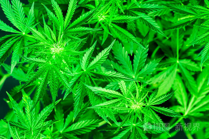 种植杂草 俯视图 医用大麻和大麻合法化 大麻花 大麻叶 大麻花植物靠近了 绿色背景 室内种植 照片 正版商用图片2h9cw6 摄图新视界