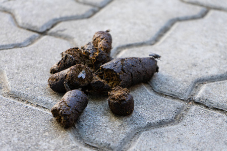 狗的粪便人行道上有狗屎.用袋子清理宠物的粪便.复制空间.照片