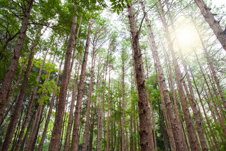森林中的雪松公园照片