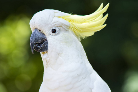 黄冠凤头鹦鹉照片