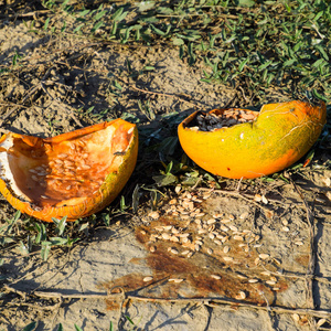 切碎的老烂瓜.一片废弃的西瓜地照片