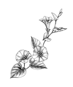 独活草枝孤立图片