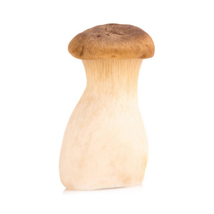 小平菇白底杏鲍菇菇菇照片