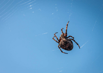 大蜘蛛在蓝天下盘旋照片