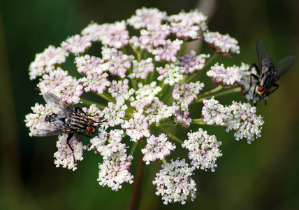 伞形植物的花序图片