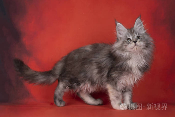 毛茸茸的猫千岛短尾猫背景为鲜红色
