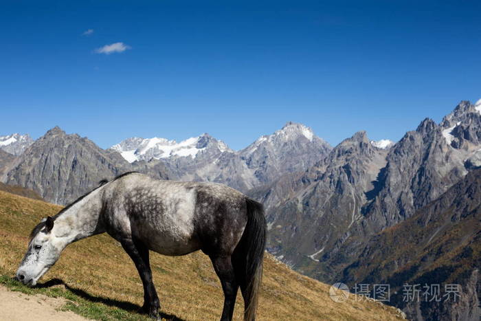 山上牧场上的马