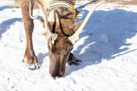 北方驯鹿母鹿,吃着冬天积雪覆盖的地面上的东西照片