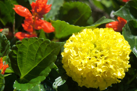 万寿菊叶柄黄黄色花瓣圆如帽子照片