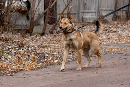 春天的狮子狗图片