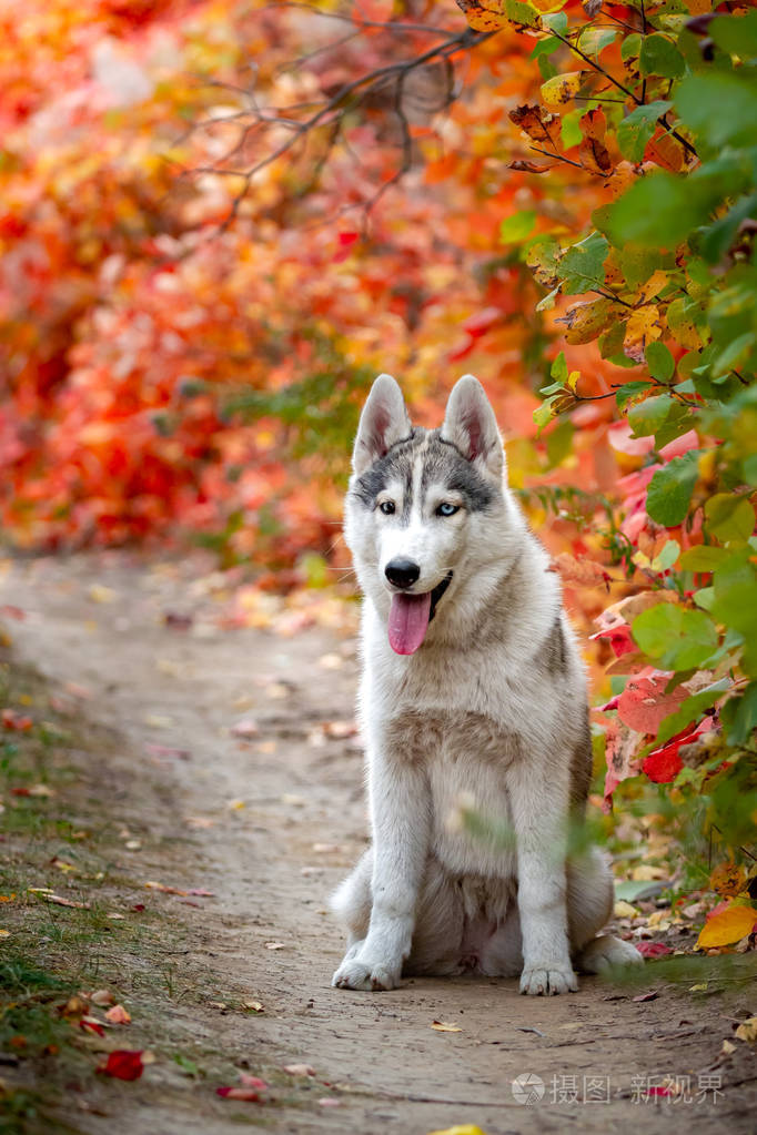 公园里一只灰白的小哈士奇