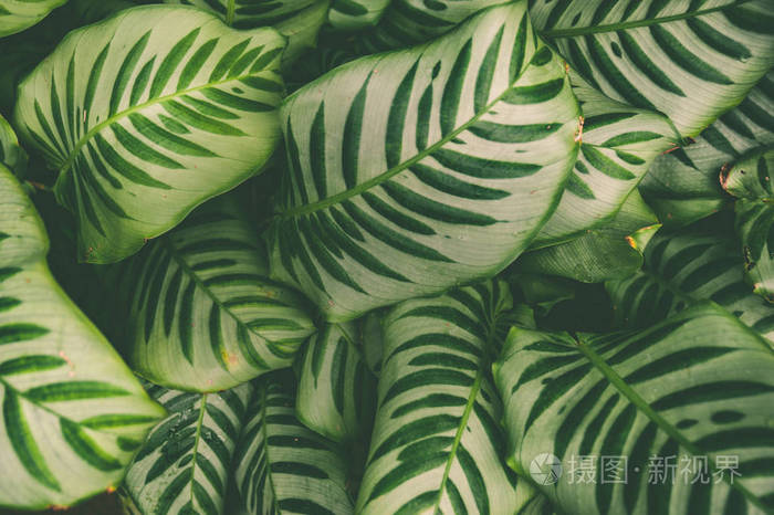 Carpet of tropical plants , summer spring background, stylishly 