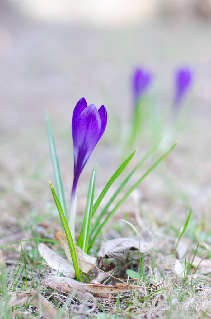 一朵美丽的紫罗兰植物园中生长的野花适合复活节贺卡的季节性墙纸
